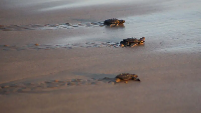 Tortuga Cuartoscuro  (6).jpg